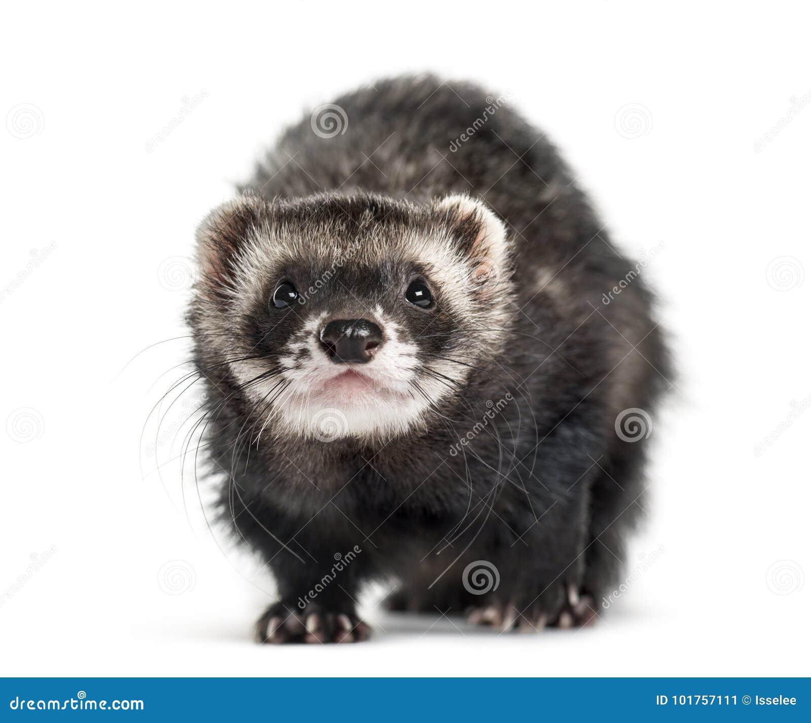 Front View of a Ferret, Isolated Stock Image Image of animal, studio