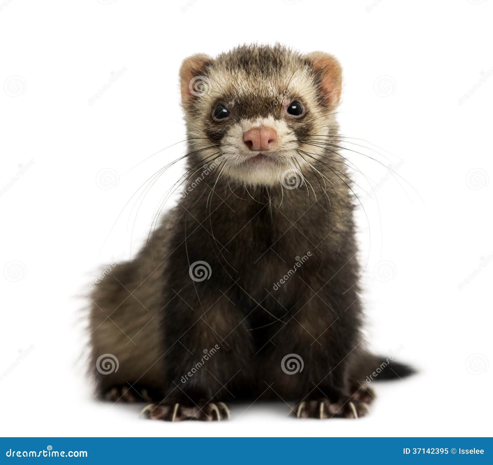 Front View of a Ferret Looking at the Camera, Isolated Stock Image