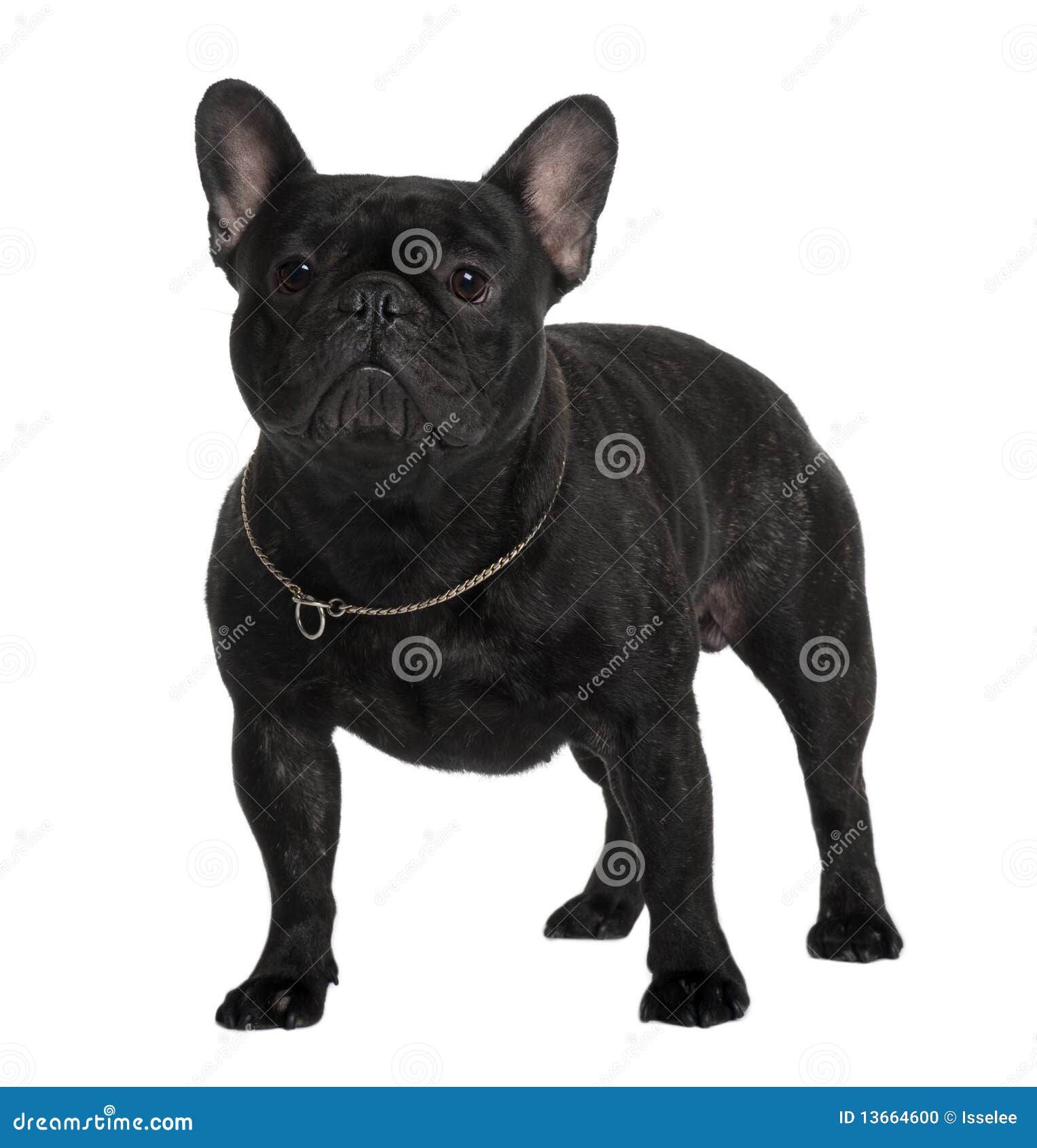 Front View Of French Bulldog, Standing Stock Photo - Image: 13664600