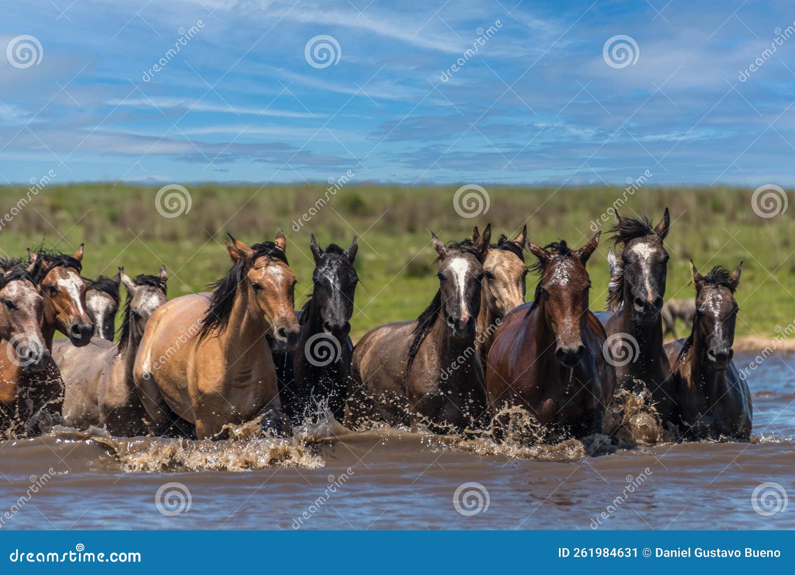 Front View of a Group of Wild Horses Crossing a River in Corrientes