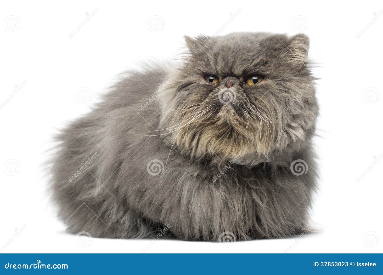 Front View Of A Grumpy Persian Cat Lying Looking Away Front View Of A Grumpy Persian Cat Lying Looking Away