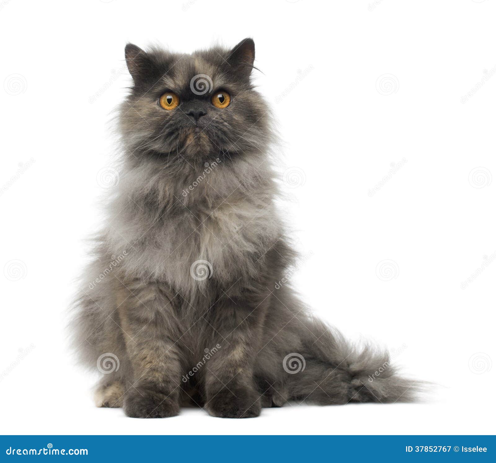 front view of a grumpy persian cat sitting