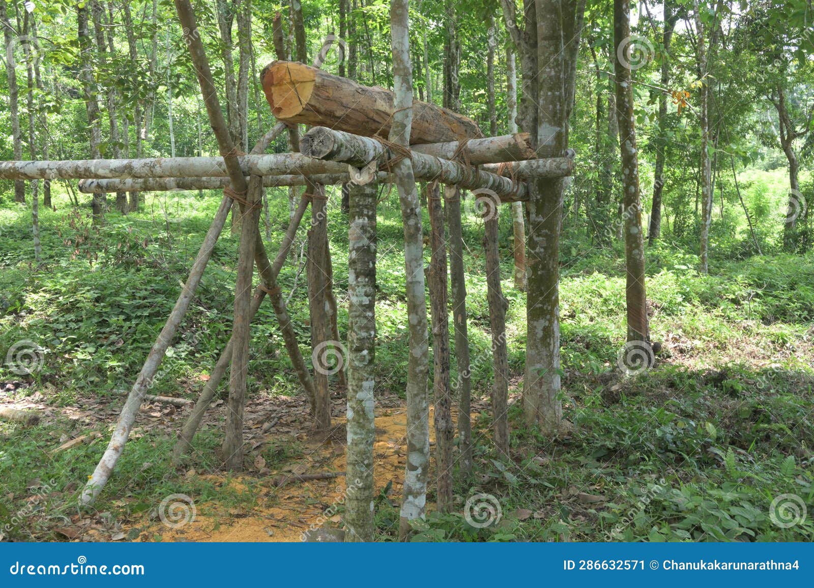 Front View of a Jack Tree Stem on a Scaffolding Made by Joining Several