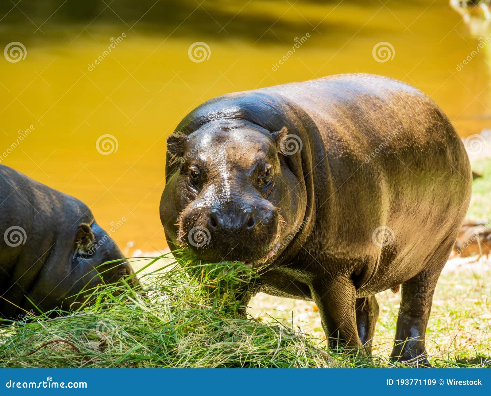 Hippo Feeding By Guests Of The Zoo. Reproduction And Care Of Hippos