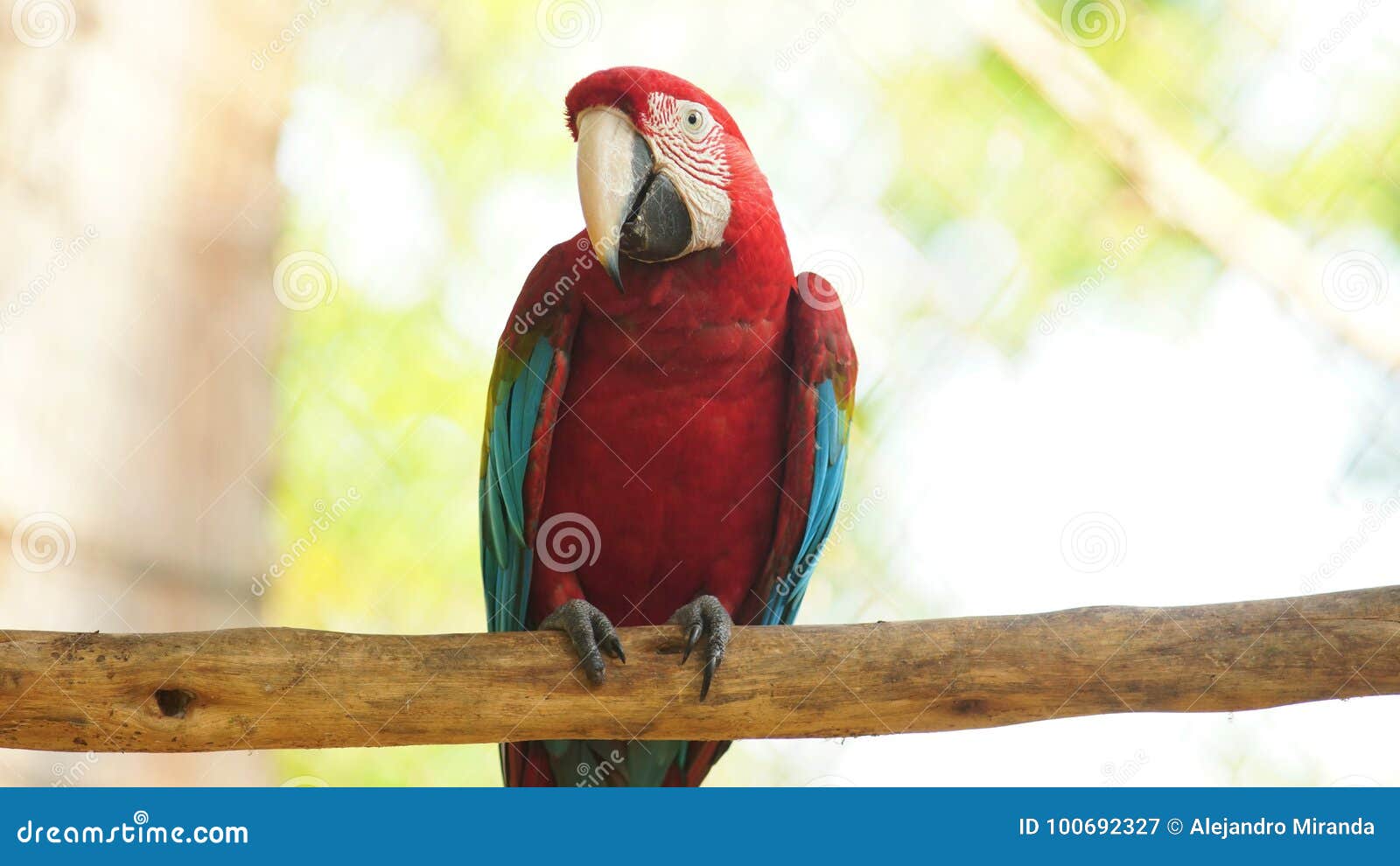 front view of macaw on a branch in ecuadorian amazon. common names: guacamayo or papagayo