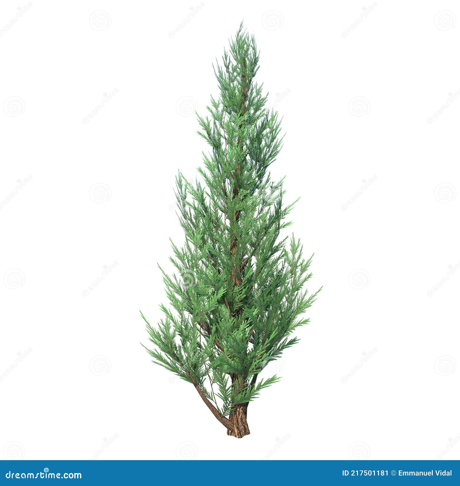 front view of plant  juniper 1 tree white background 3d rendering ilustracion 3d