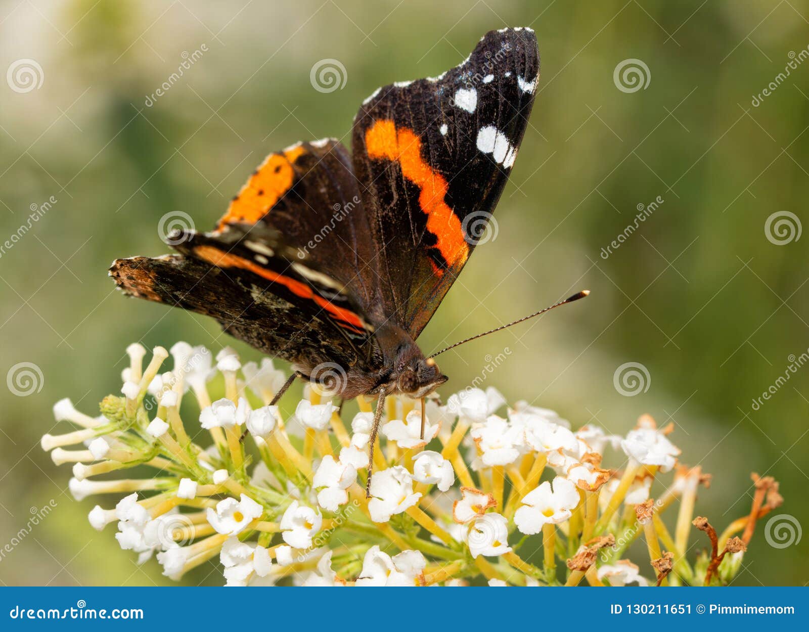 Front View of a Red Admiral Butterfly Feeding on White Flowers Stock