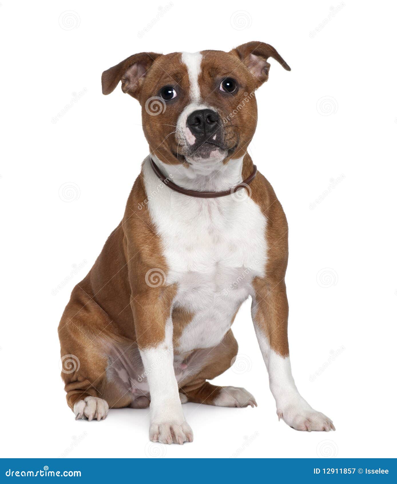 front view of stafford bull terrier, sitting