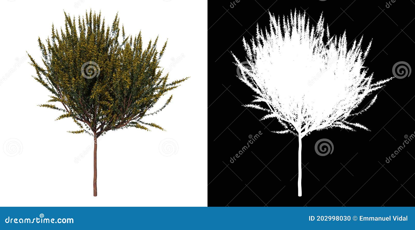 front view tree cytisus scoparius common broom 3 white background alpha png 3d rendering ilustracion 3d