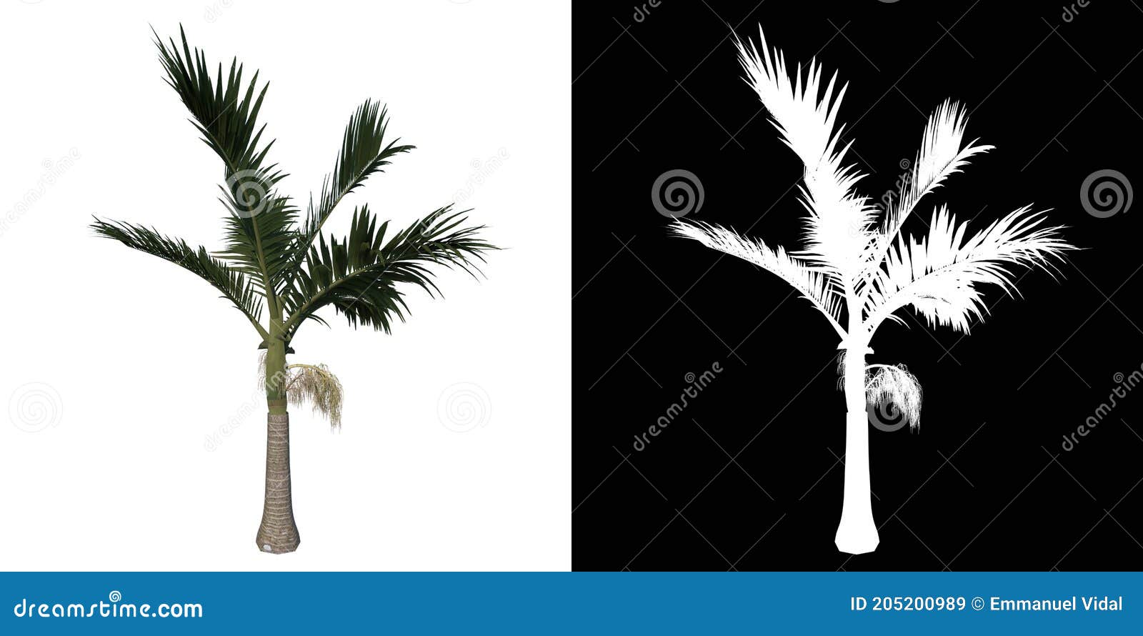 front view tree ( young alexander palm tree palm 3) white background alpha png 3d rendering 3d ilustracion