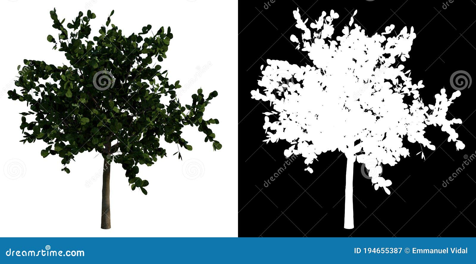 front view tropical plant tree bush terminalia cattapa white background alpha png 3d rendering ilustracion 3d