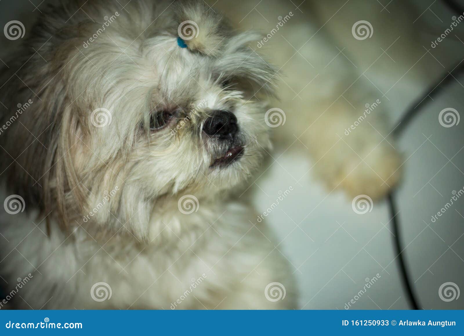 The Front View of a White Fur Dog Stock Image Image of bright