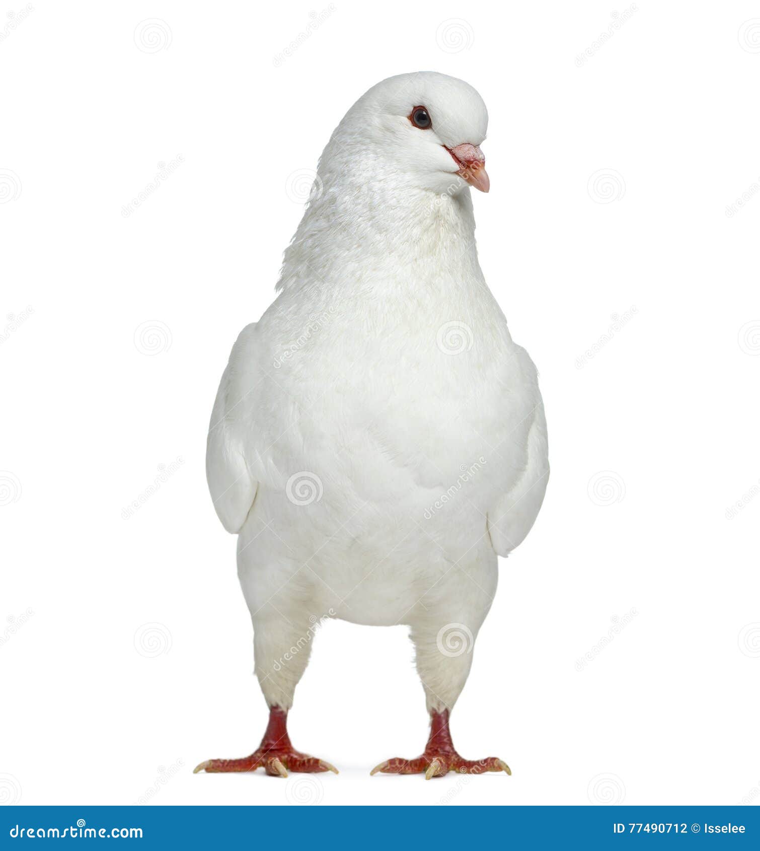 Front View of a White King Pigeon Stock Photo Image of people