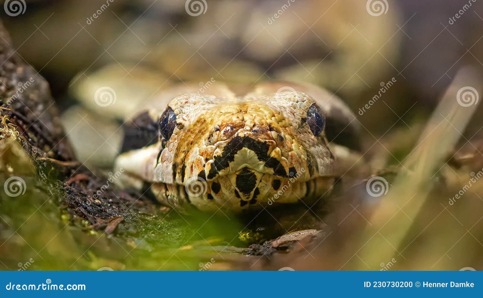frontal close-up view of a royal python