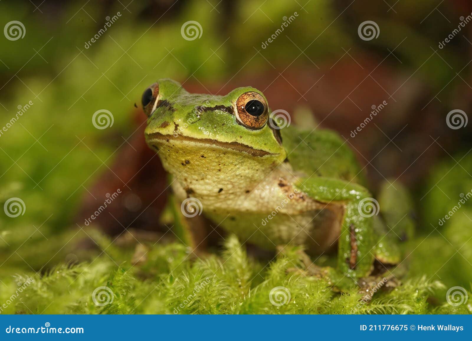 frontal closeup of a green pacific treefrog , pseudacris regilla