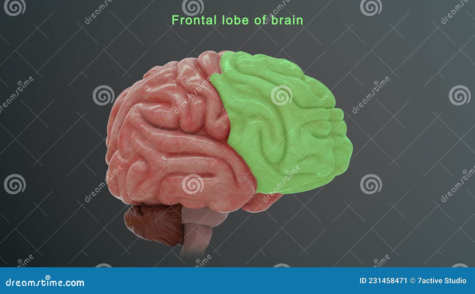 frontal area of human brain