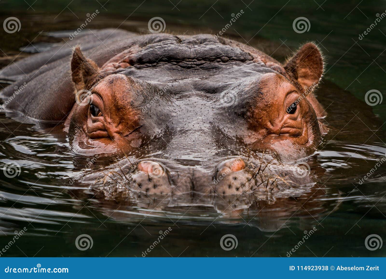 submerged hippo