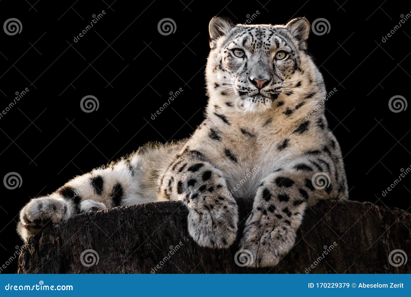 sunbathing snow leopard iii