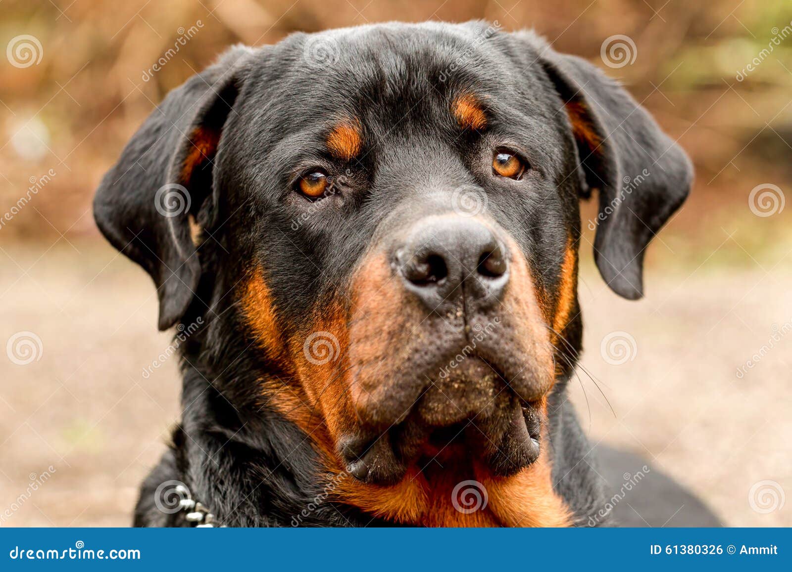 frontal rottweiler dog portrait