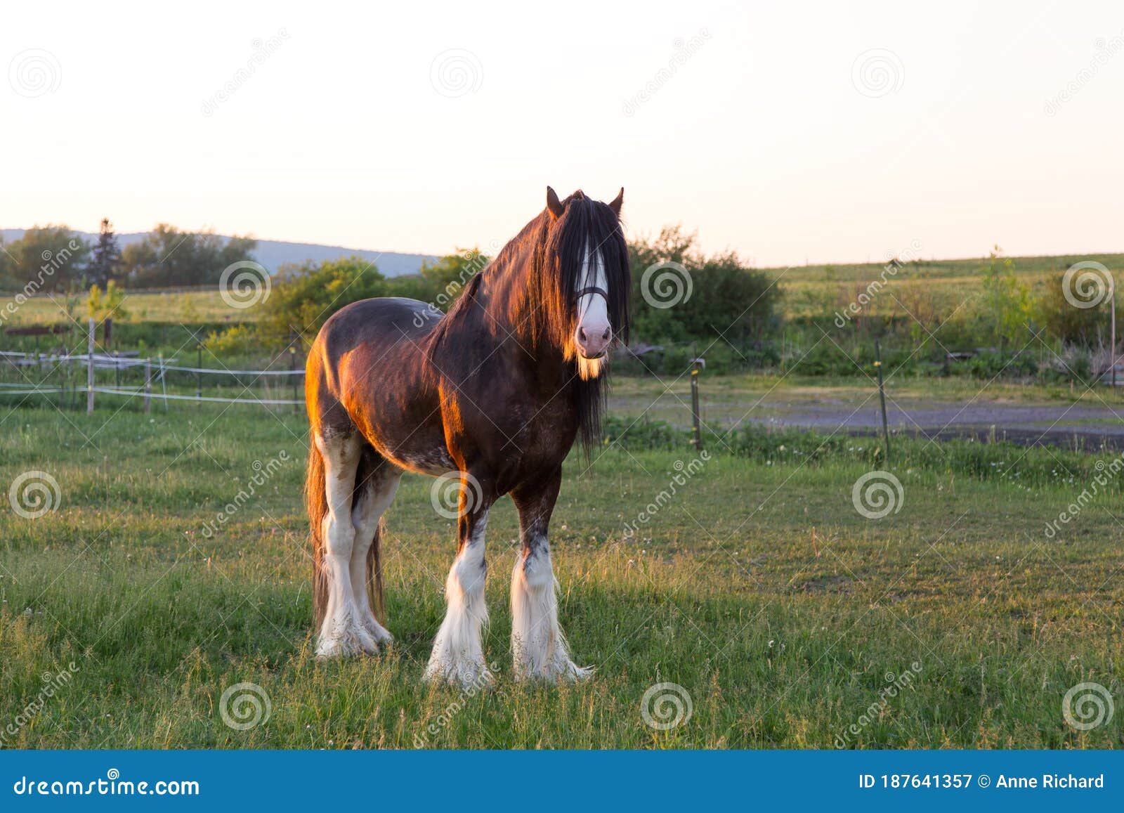 pic Chestnut Sabino Horse dreamstime com