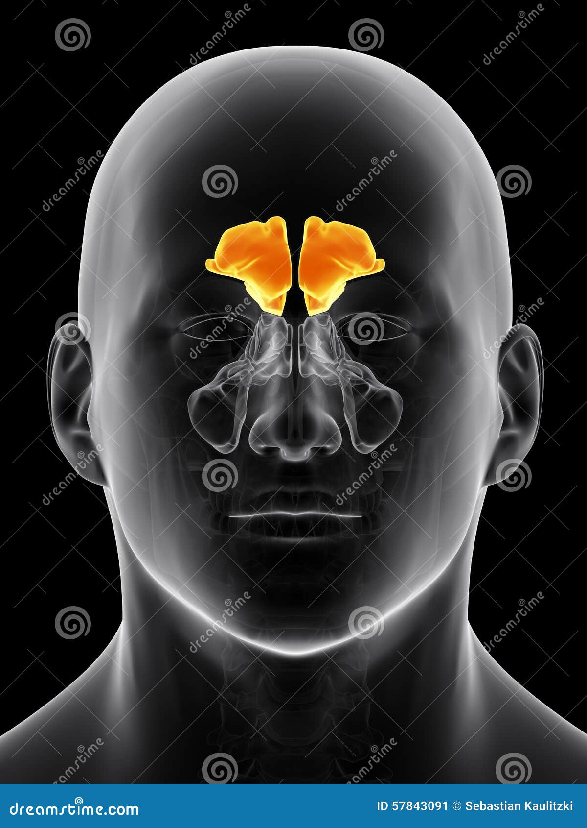 the frontal sinus