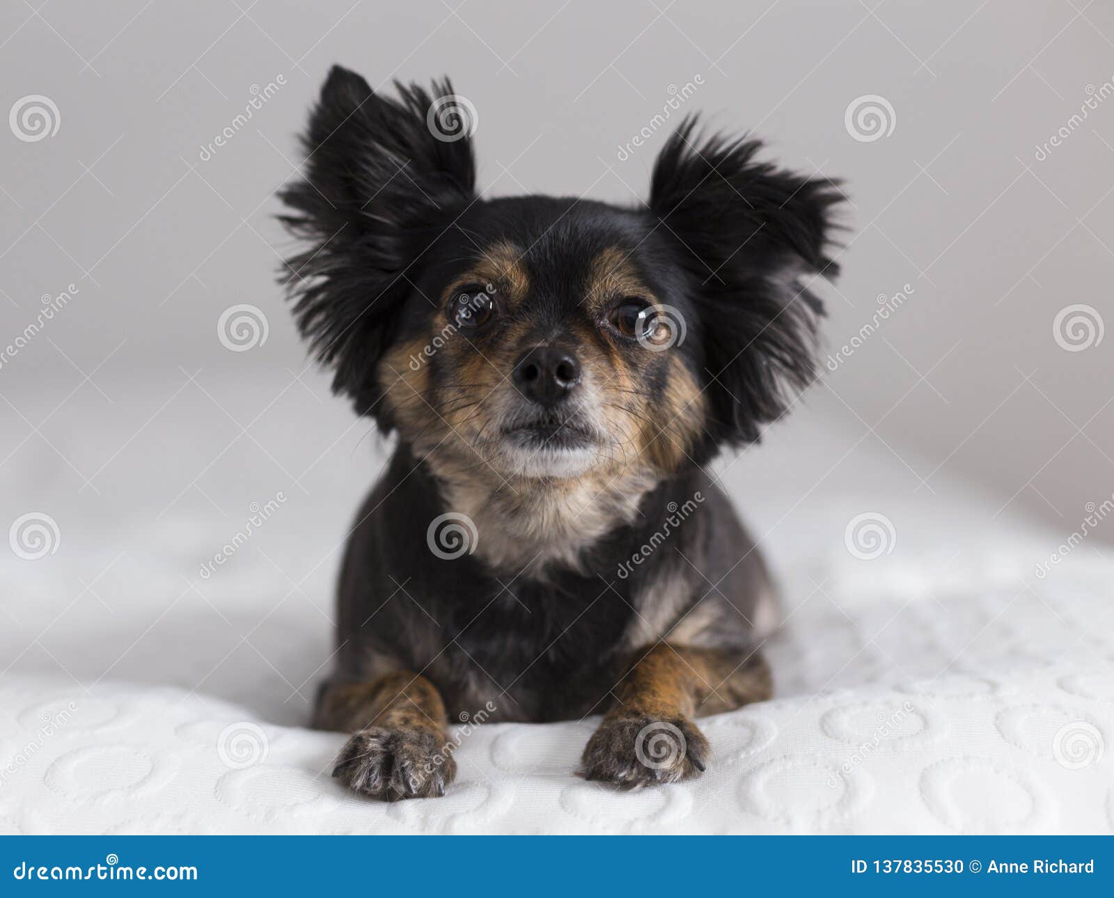 Frontal View Of Cute Brown And Black Long-Haired Chihuahua Lying Down Stock  Photo - Image Of Breed, Large: 137835530