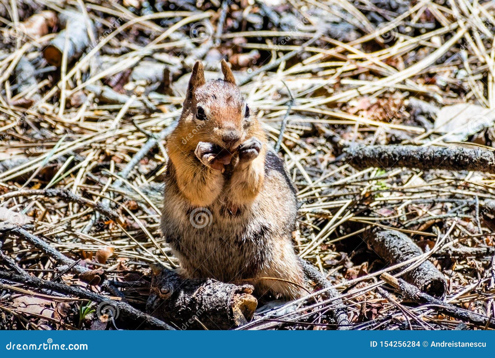 Frontal View of Cute Chipmunk Eating Seeds from the Ground, Yosemite