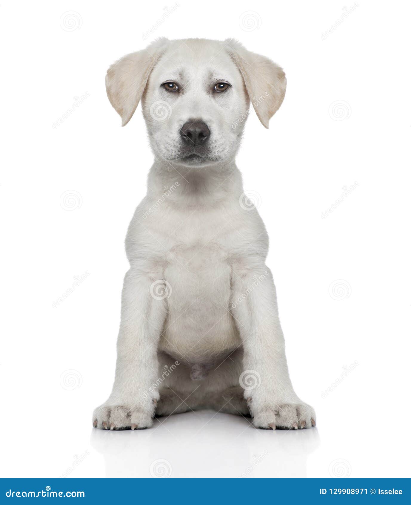 frontal view of a labrador puppy digital enhancement