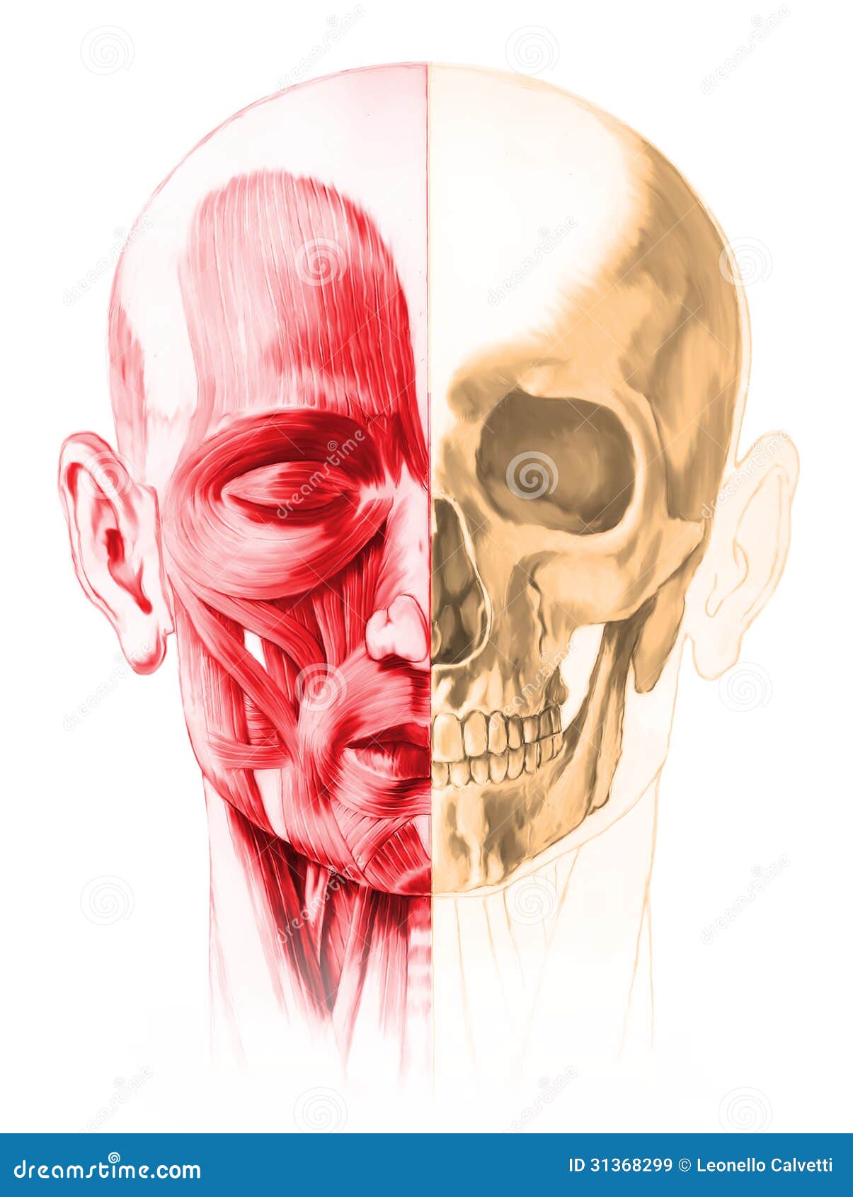 Frontal View Of Male Human Head With Half Muscles And Half Skull