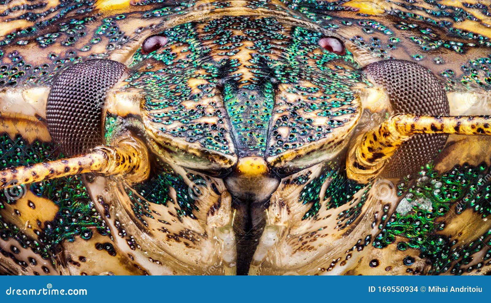 Frontal View Of A Stink Bug Head Stock Photo Image Of Metallic Monster Frontal View Of A Stink Bug Head Stock Photo Image Of Metallic Monster