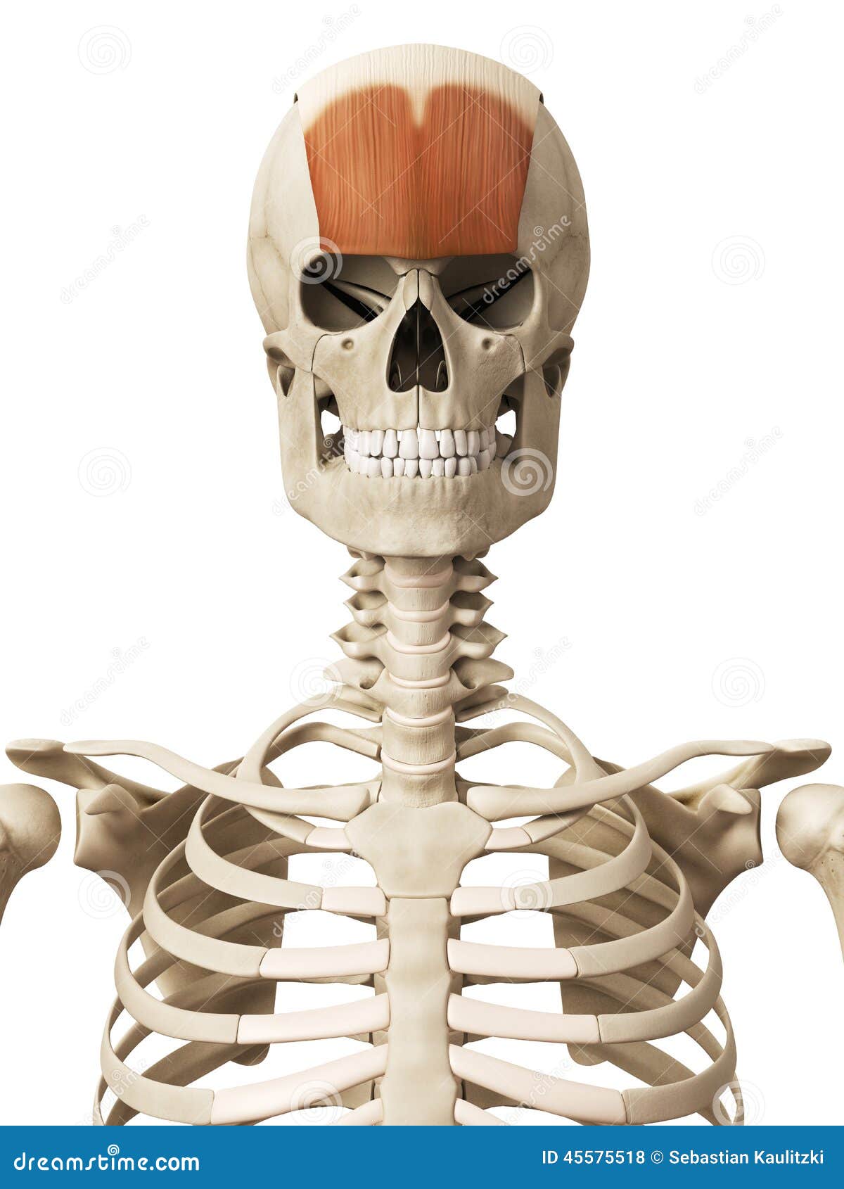 The frontalis stock illustration. Illustration of physiology - 45575518