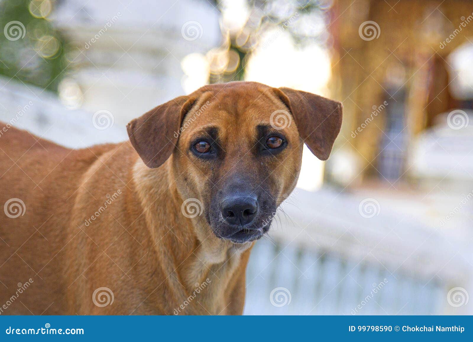 Fronte diritto del cane di marrone scuro. Libro diritto del fronte del cane di marrone scuro