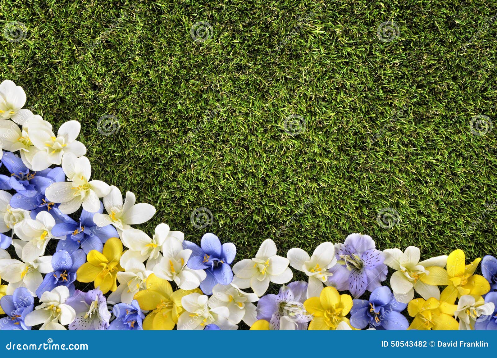 Frontera de la primavera o del fondo del verano. Fondo de la primavera o de la frontera del verano con la hierba y las flores Espacio para la copia