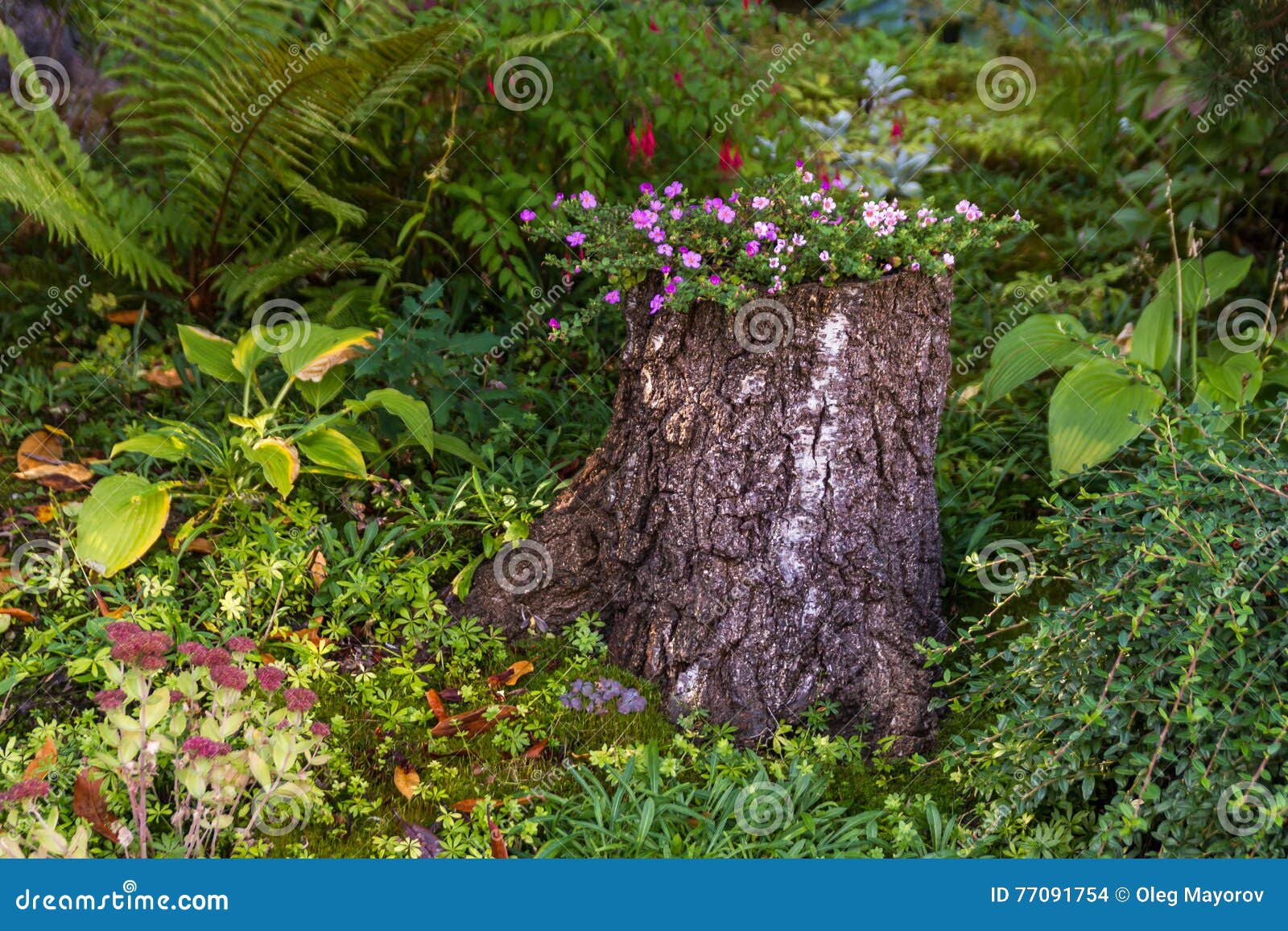 Fronyard Backyard Flower Bed in a Tree Stump Closeup Stock Photo