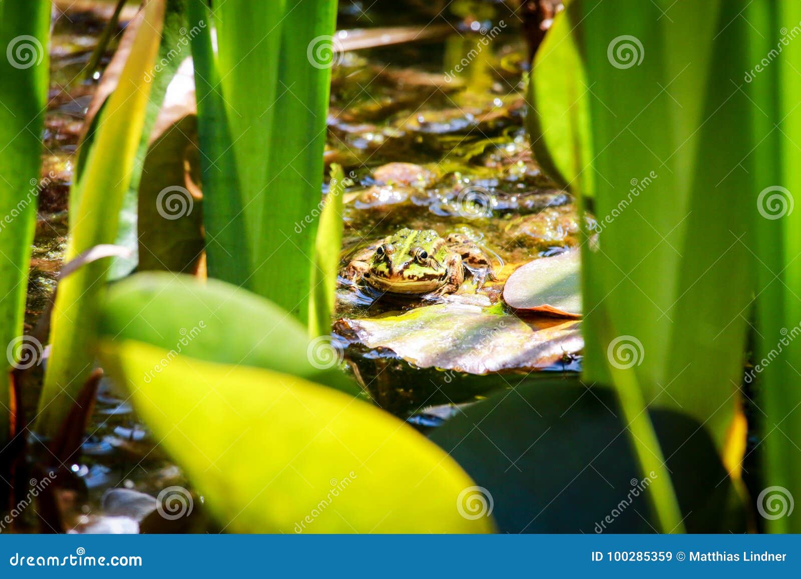 Frosch, Der Auf Einem Travertin Im Teich Sitzt Stockbild Bild von