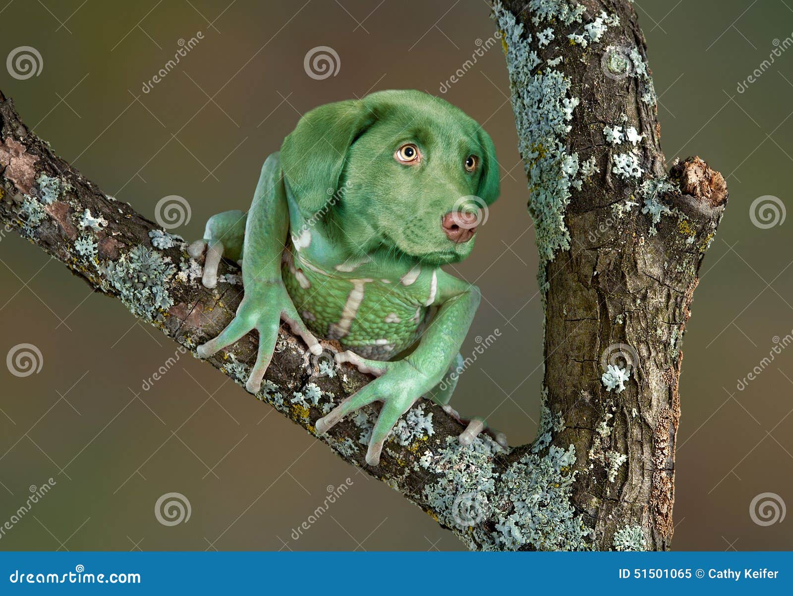FroschHund stockbild. Bild von wildnis, schokolade, wächsern 51501065