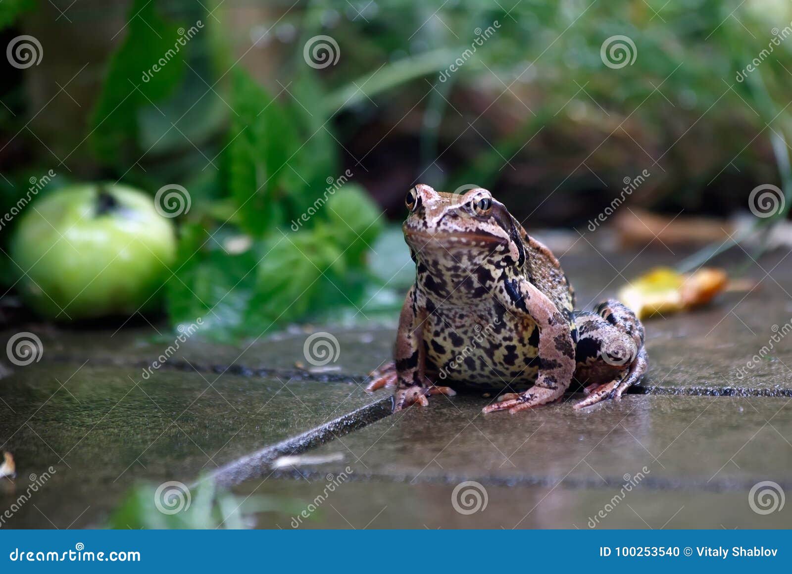 Frosch Regen Sommerregen Im Garten Der Frosch Sitzt Stockfoto Bild