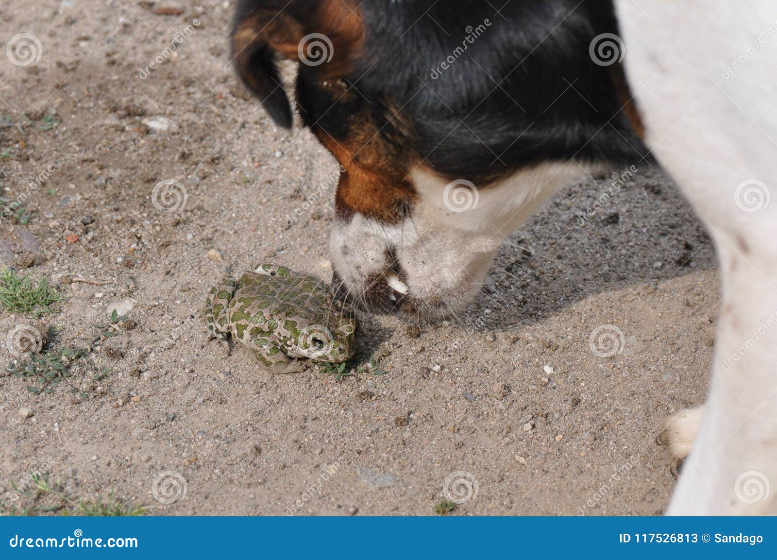 Frosch und Hund stockbild. Bild von mischen, hund, grün 117526813