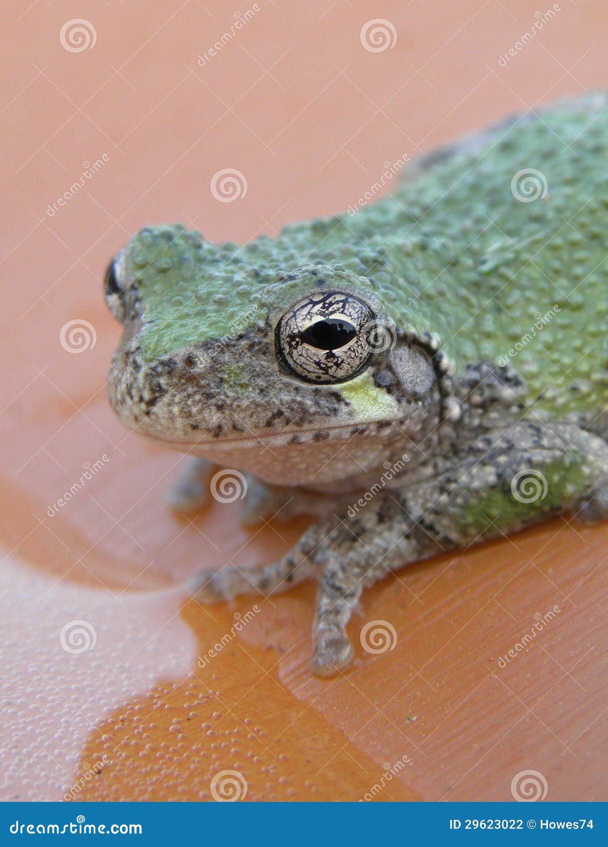 Froschaugen stockfoto. Bild von nett, frosch, grün, amphibie - 29623022