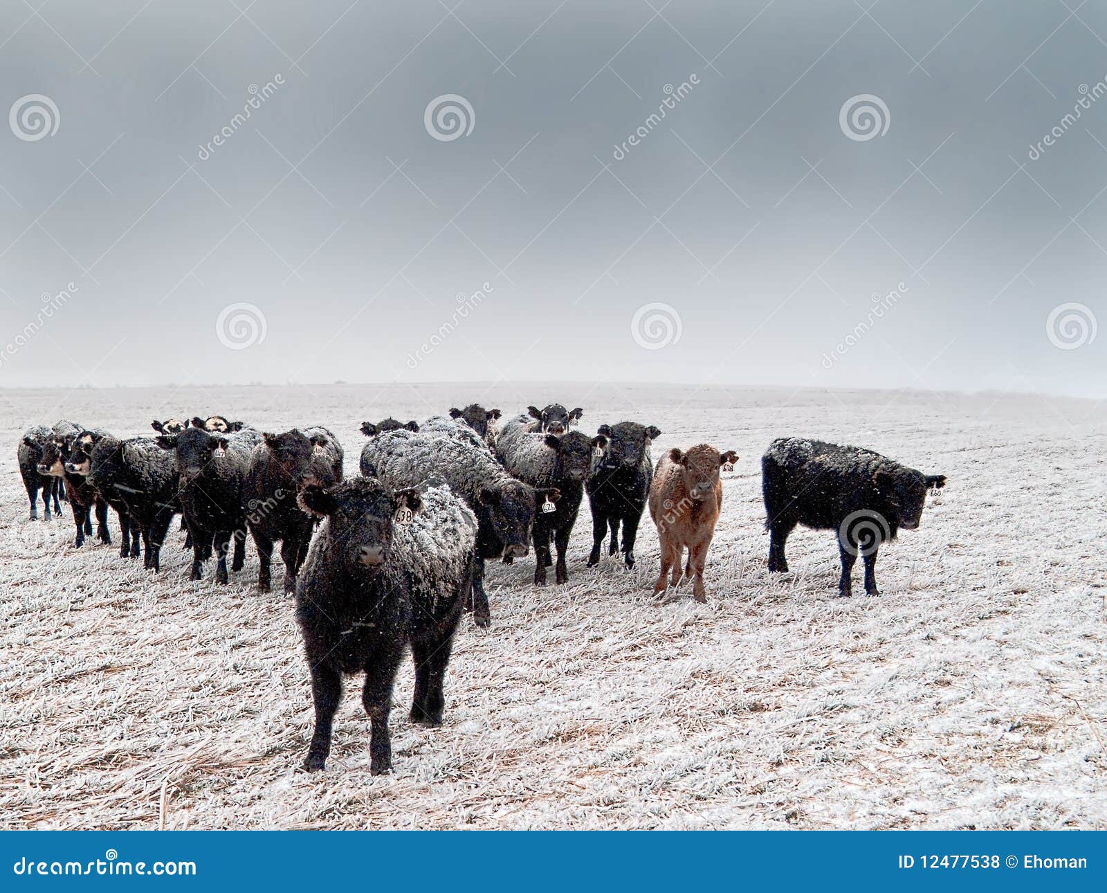 frost-back cattle