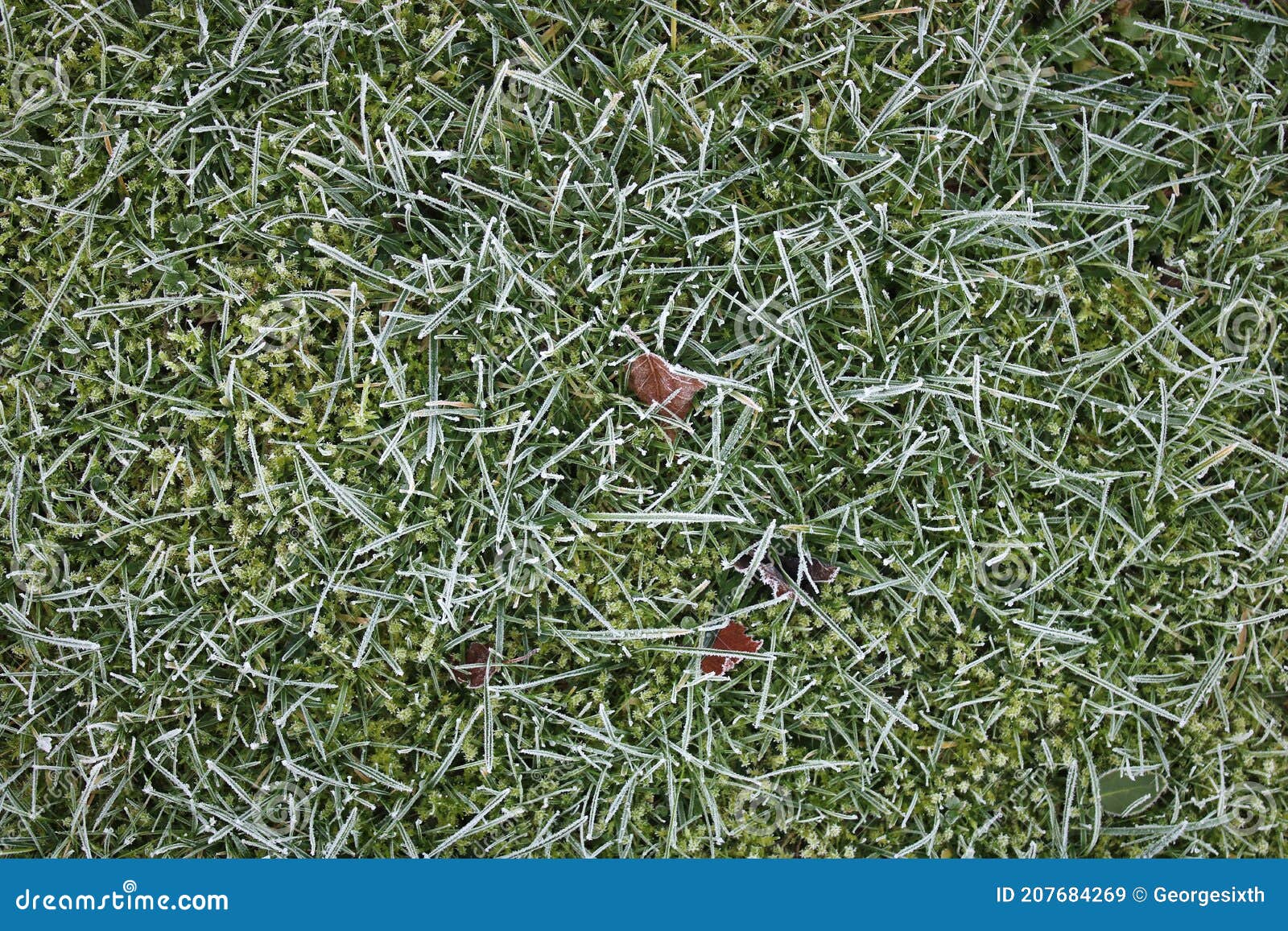 Frost on Blades of Grass and Moss in Lawn Stock Image Image of winter