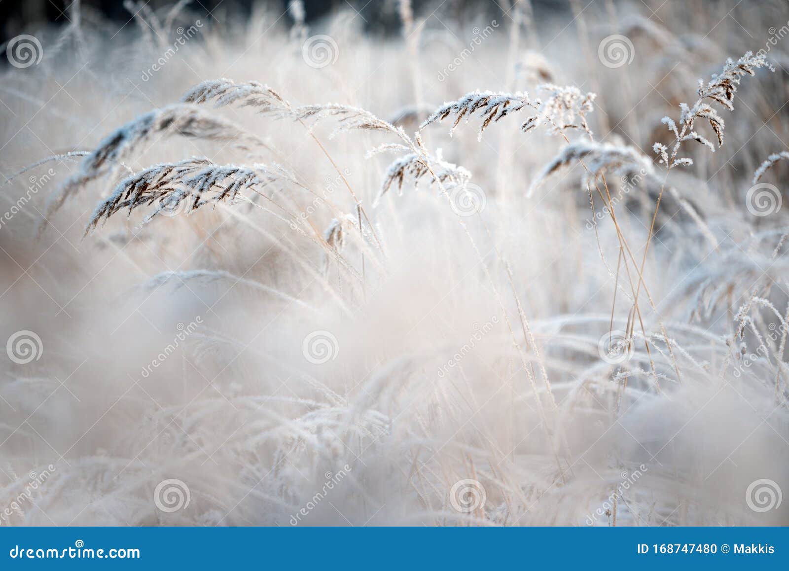 Frost Covered Grasses in Winter Landscape Stock Photo - Image of nature ...