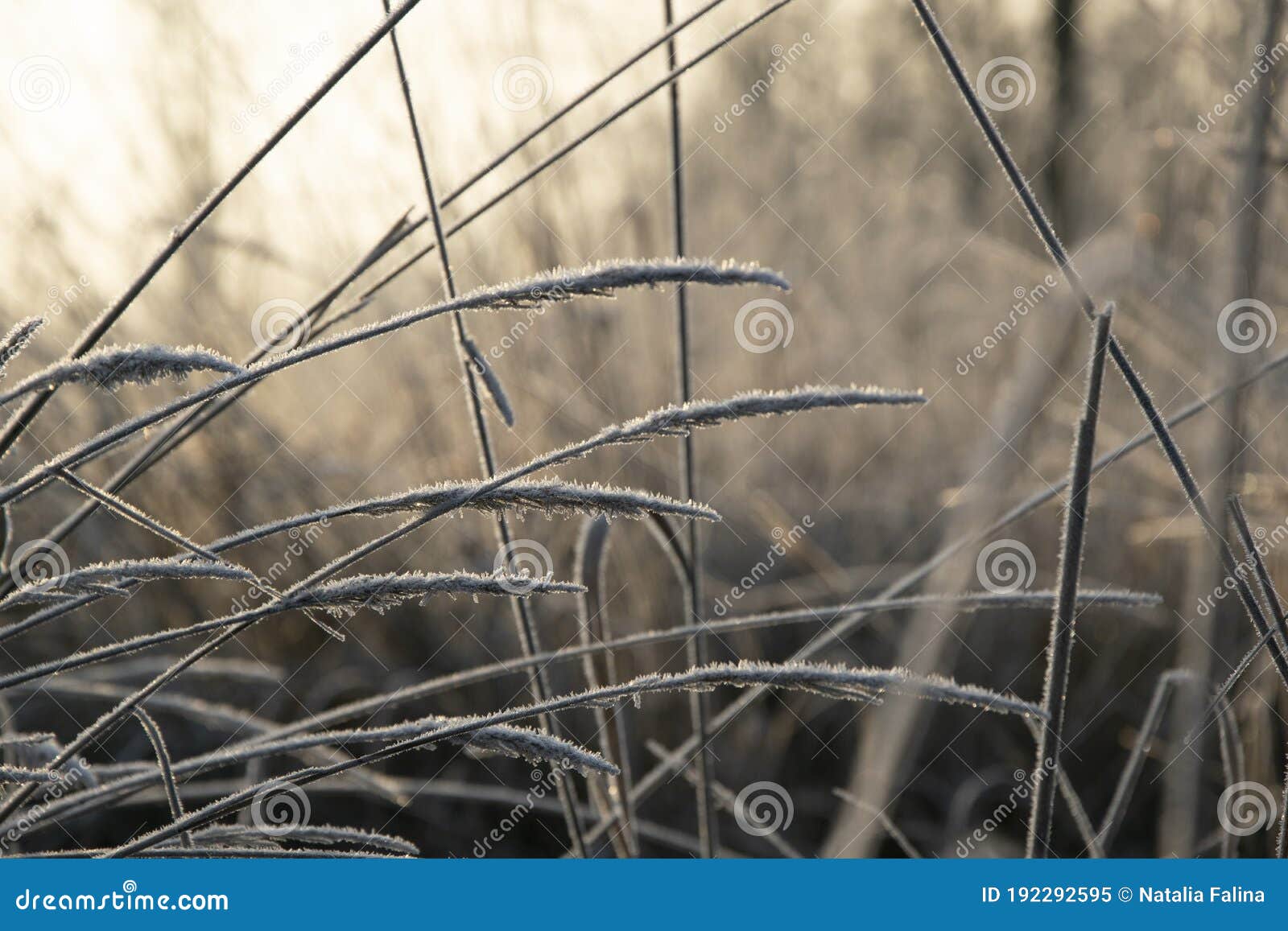 Frost-covered Stems Shine from the Sun`s Rays Stock Image - Image of ...