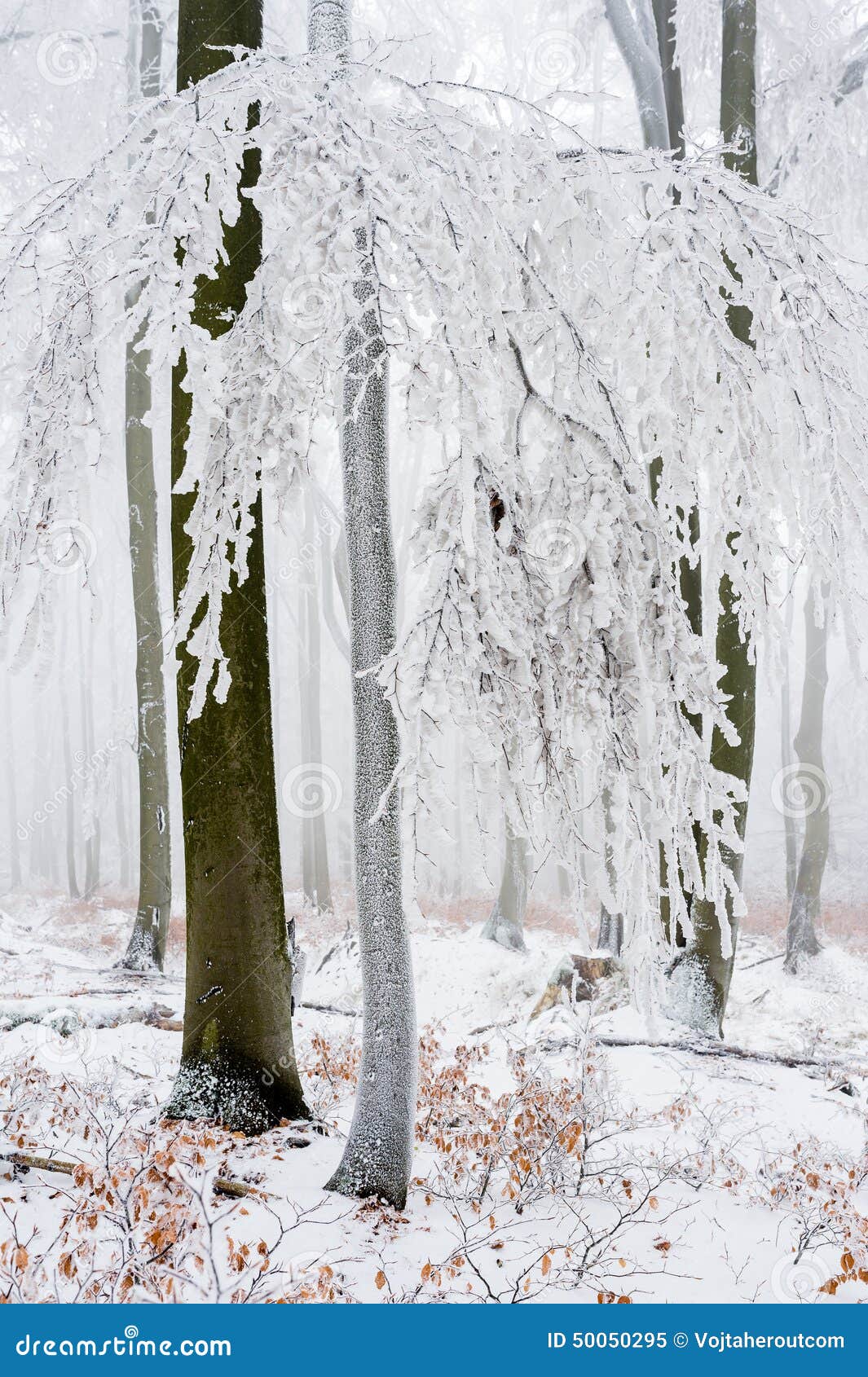 frost covered treetrunk in the forest