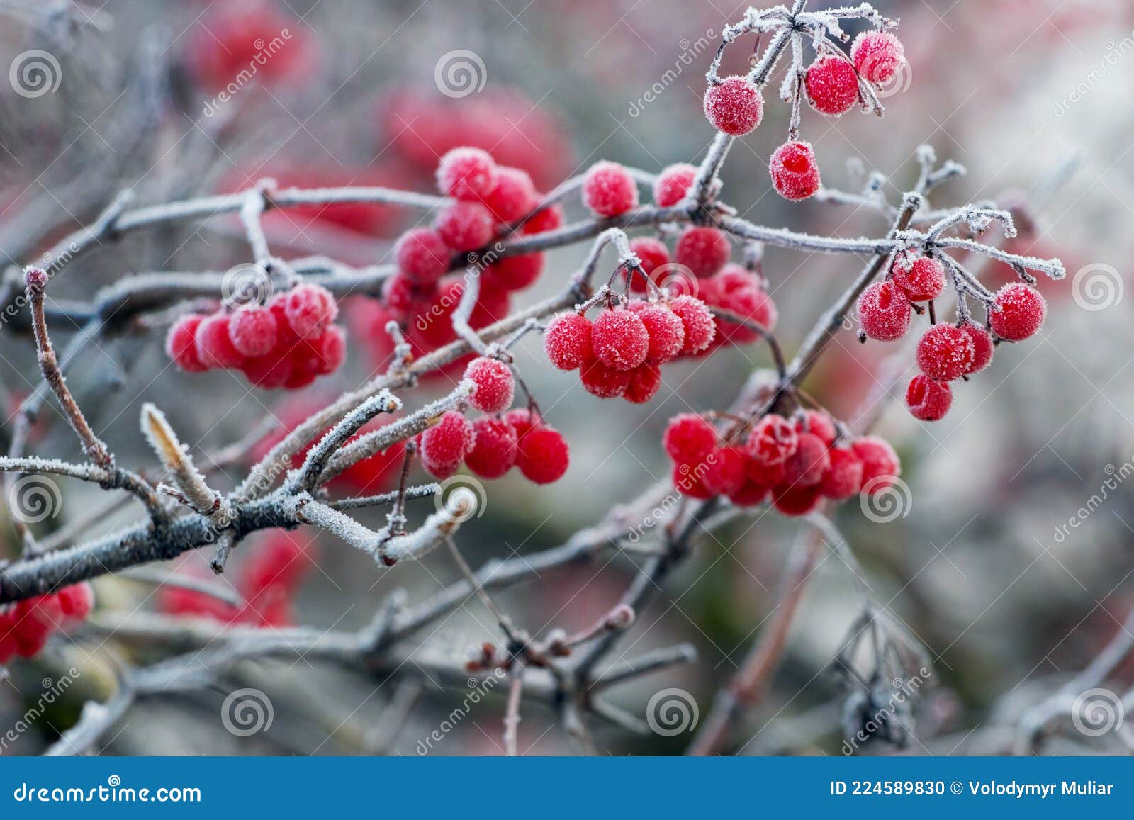 Frostcovered Viburnum Bush with Red Berries, Winter View Stock Photo