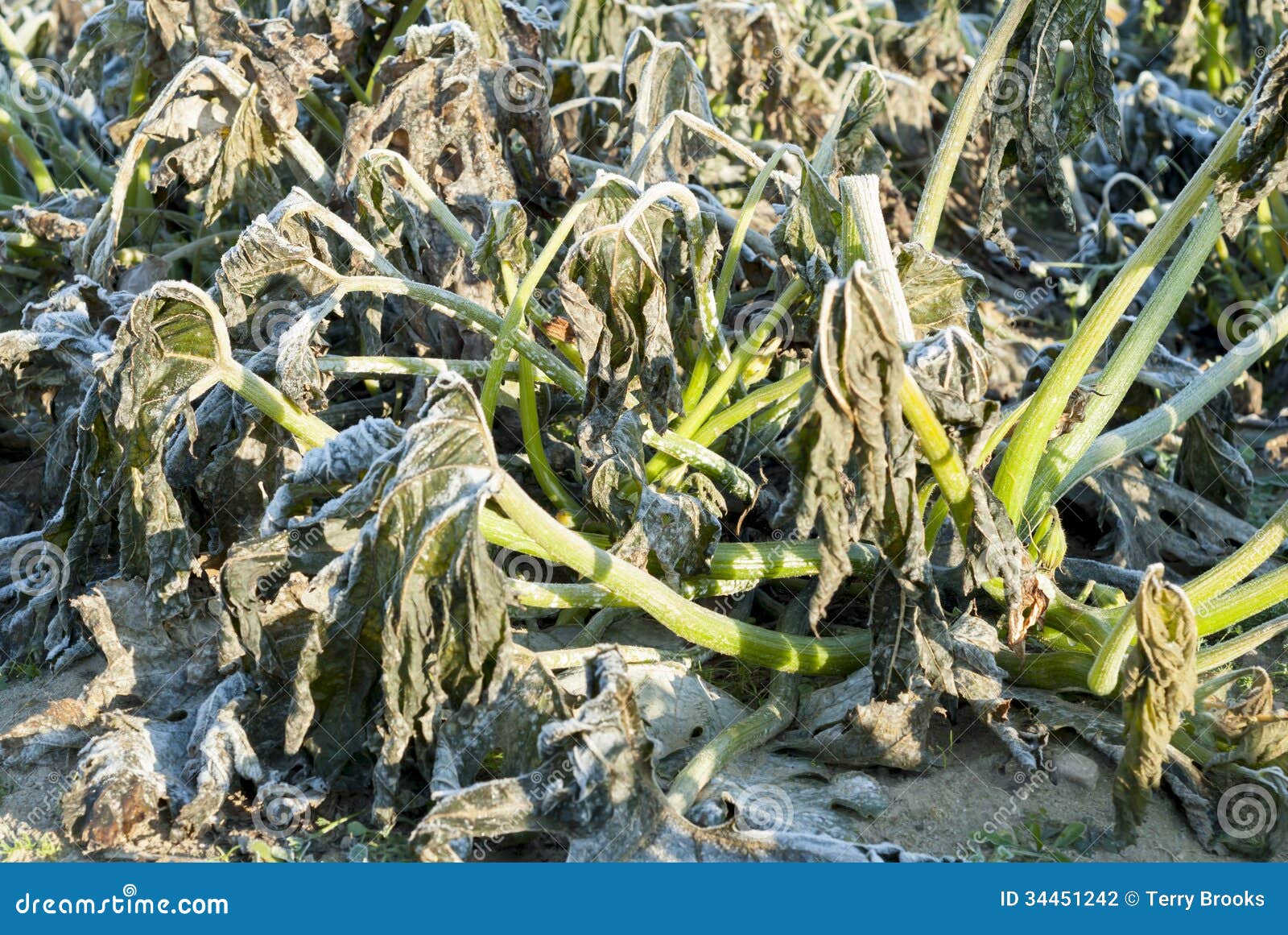 Frost Danificou a Planta Do Courgette. Foto de Stock Imagem de