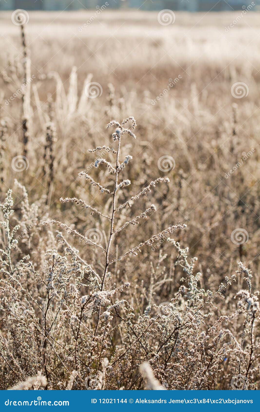 Frost grass close up stock photo. Image of nature, tree ...