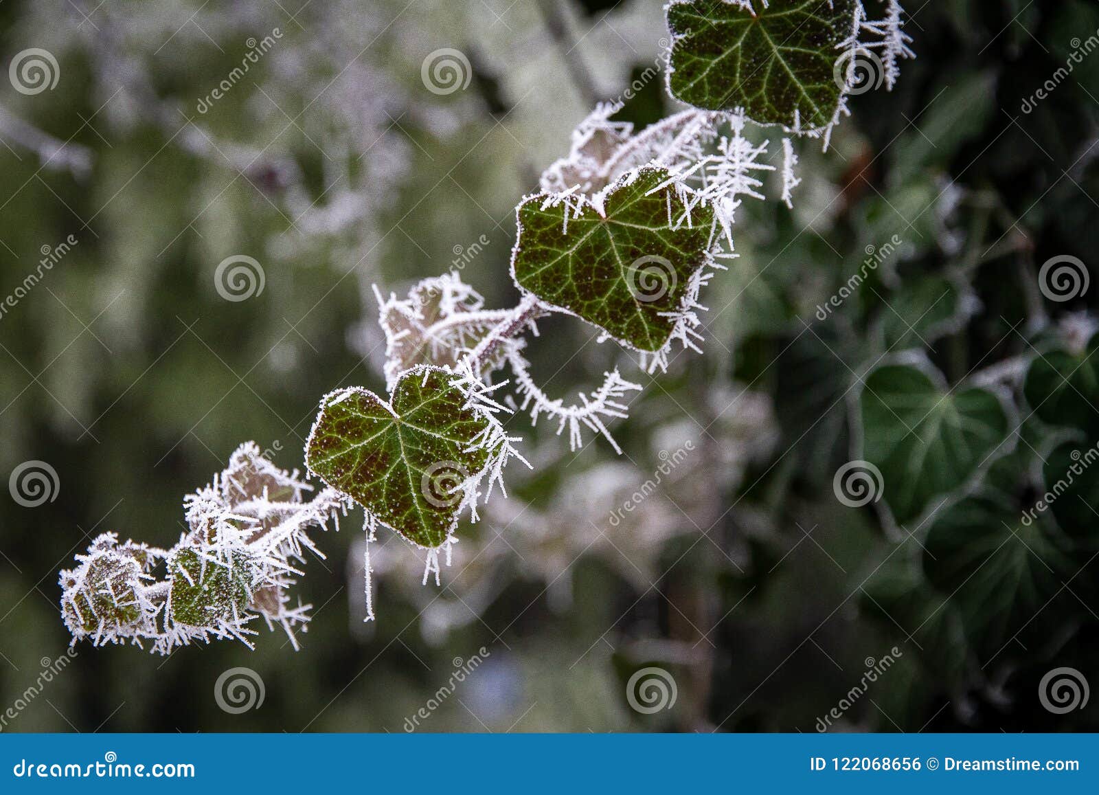 frost on an ivy branch, macro photography