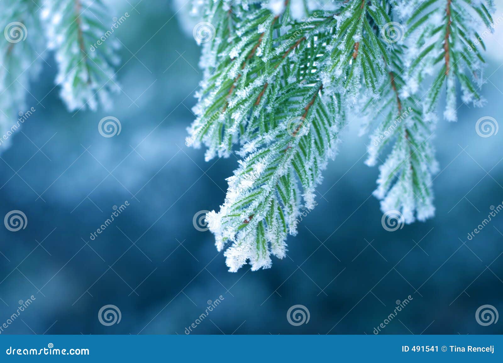 frost on pine