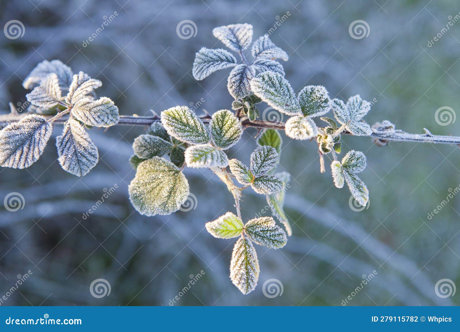 frost plant of wild blackberry or rubus ulmifolius